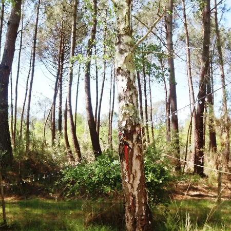 Tiny House Boho Ocean